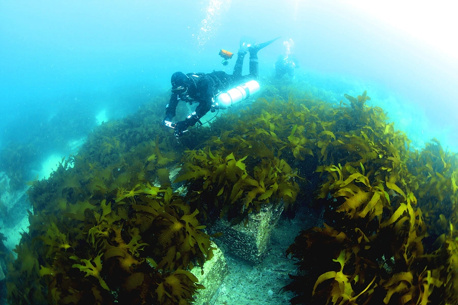 Forests to Ocean -The Next Frontier in Carbon Capture